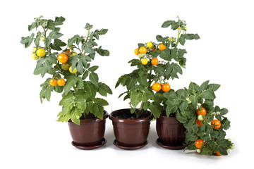 Tomato plants