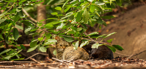two kittens, black and color tabby huddled together lie on the ground in the growths of a tree.