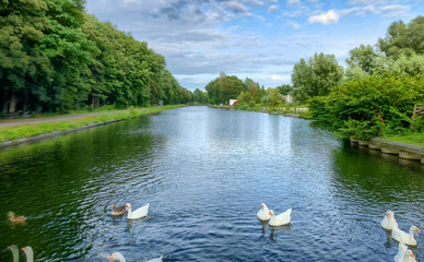 Flock of white geese on the water of a river or canal