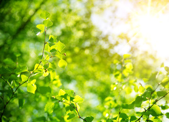 New birch leaves on green spring background