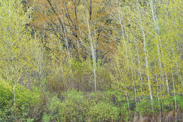 Spring landscape of aspens, Hall Lake, Yankee Springs State Park, Michigan, USA