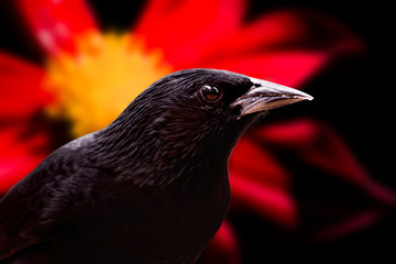 Graúna, Gnorimopsar chopi.  Chopi Blackbird is a bird of the order Passeriformes, in the family Icteridae.