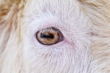 Close up of goat eye.
