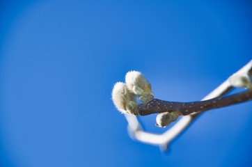 Magnolia buds