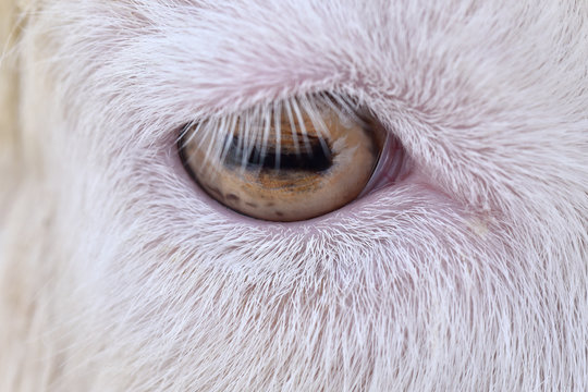 Close Up Of Goat Eye.