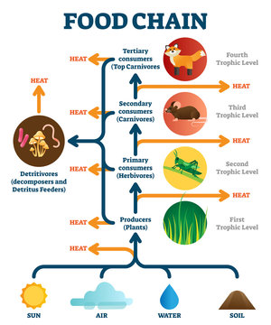 Food chain vector illustration diagram