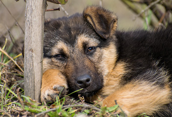 Abandoned and sad puppy. The puppy has tears in his eyes