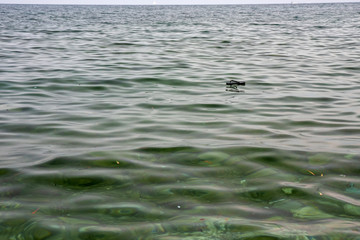 A slipper floats on water in the sea.