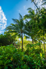 Naklejka premium Palm with blue skies Australia