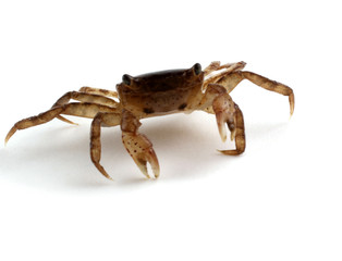 Little crab