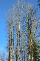 trees and blue sky