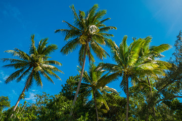 Fototapeta na wymiar Palm with blue skies Australia