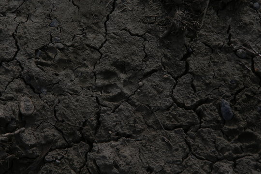 Impronta di animale selvatico sul terreno bruciato