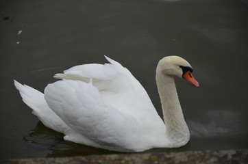 Swan in the river Main in Frankfurt, Germany