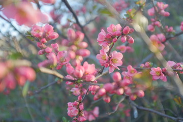 Flowering branch of pink sakura. Selective focus and blur