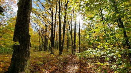 autumn in the forest