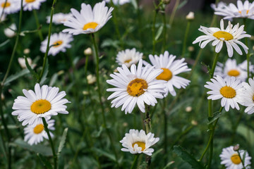 Fototapeta premium chamomile field in the garden