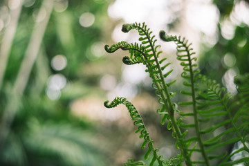 fern