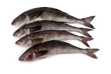 Sea bass isolated on white