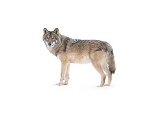 wolf standing in the snow isolated on a white