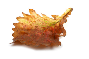 Autumn oak  leaf