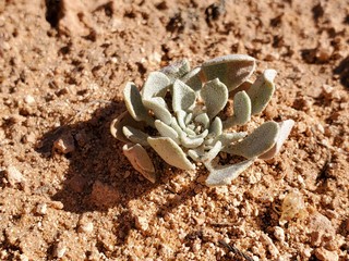 flower in the sand