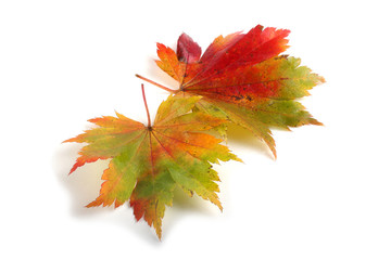 Multicolor autumn maple leaves
