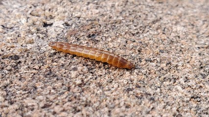 caterpillar on rock