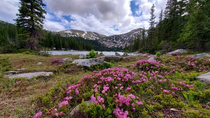 flowers by mountain lake