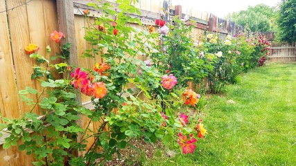 flowers in the garden
