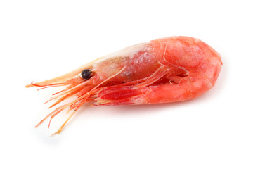 Shrimp