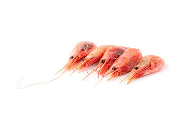 Shrimps