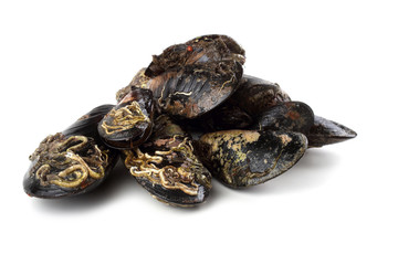 Mussels