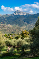 Olive grove in Collesano Italy