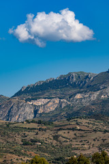 Olive grove in Collesano Italy