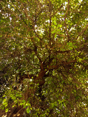 Fototapeta na wymiar tree branches 