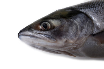 Arctic char