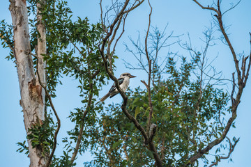 Kookaburra in the wild Australia