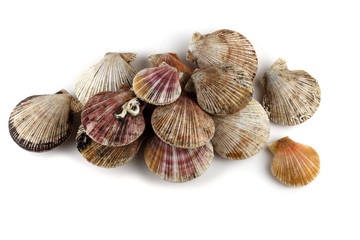 Scallops © Alex Coan