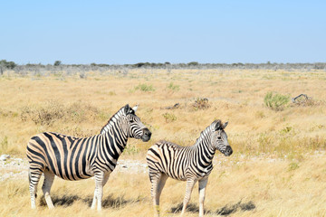 Fototapeta na wymiar Zebra mit Baby