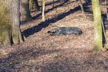 Mangalica pig sunbathing, kept outdoors in a forest. Free range pig production. Image