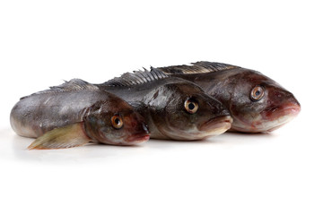 Sea bass