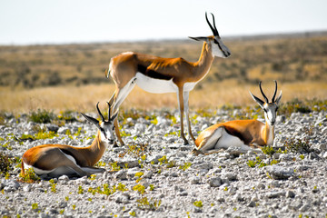 Antilope