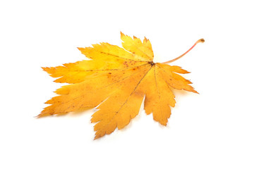 Autumn maple leaf