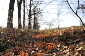 forest in autumn