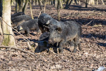 Group of Mangalica pigs kept outdoors in a forest. Free range pig production. Image