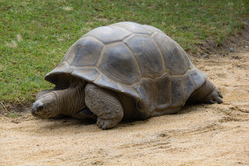 Giant turtle