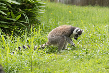 Lemur
