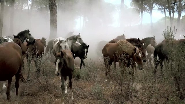 caballos salvajes corriendo por pinar