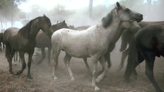 caballos salvajes corriendo por pinar